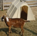 goat hutch